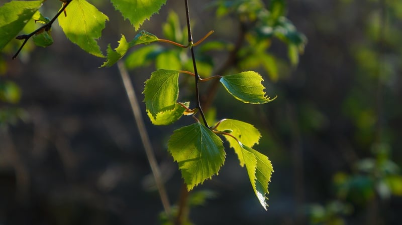Leaf Pendants