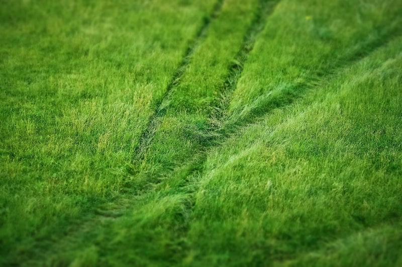 Plant Prints