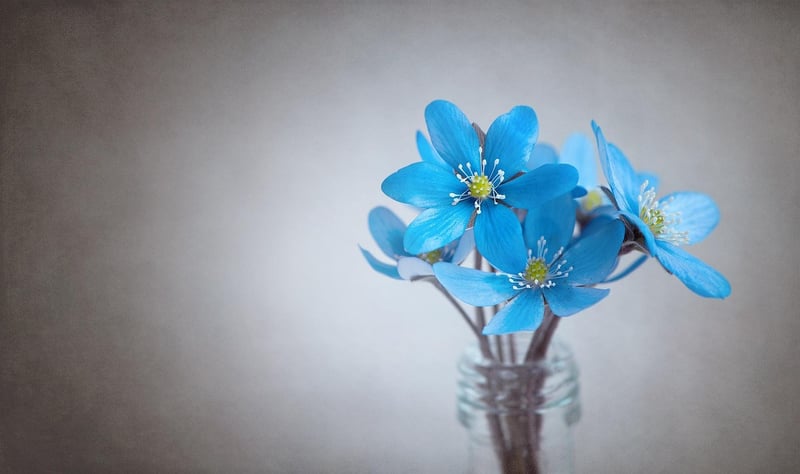 Flower Illustration