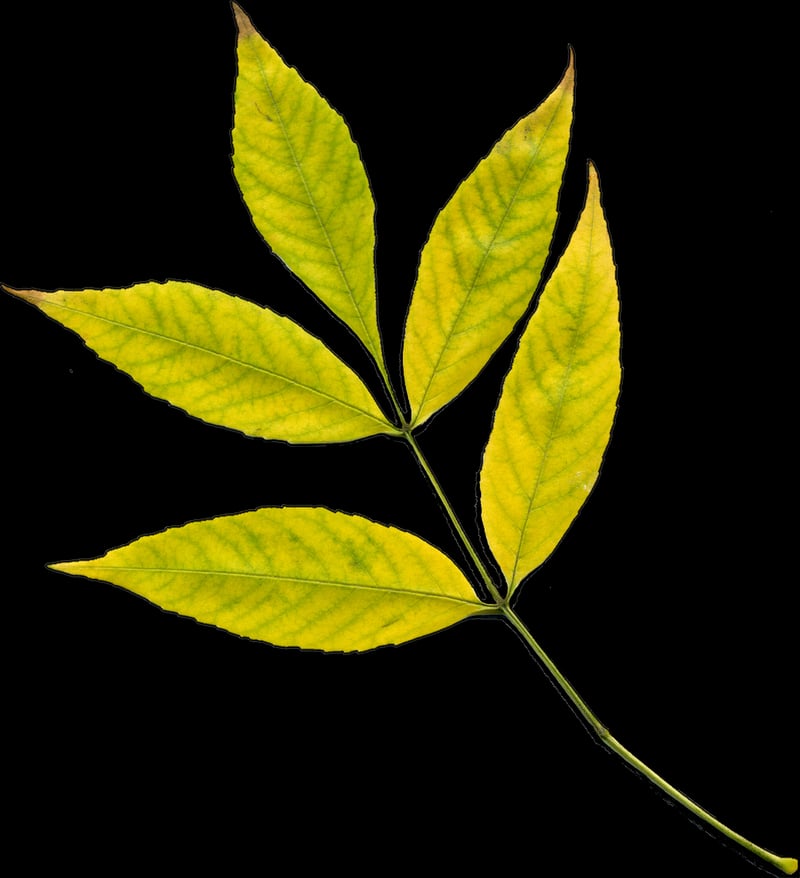 Pressed Leaf Art
