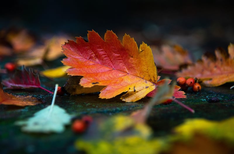 Leafy Wreath
